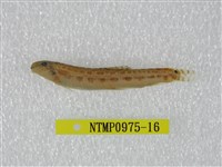 藏品(中華鰍)的圖片